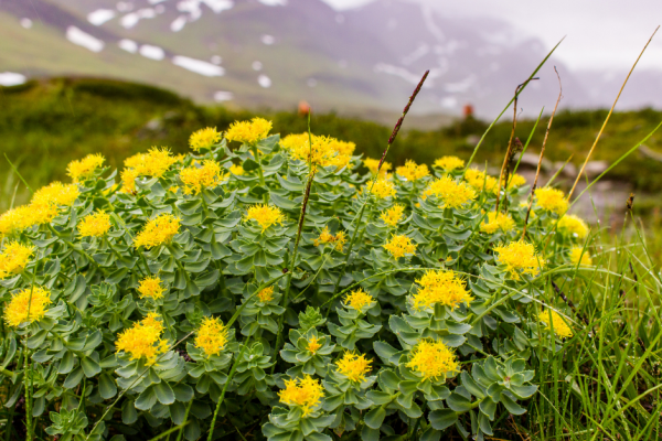 Keep Calm and Carry Rhodiola