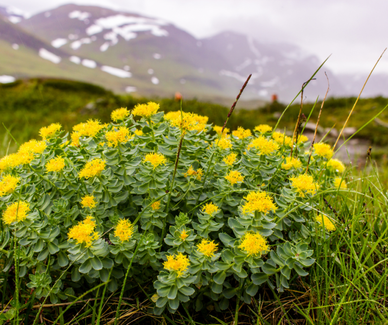 Keep Calm and Carry Rhodiola