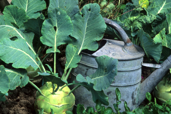 Kohlrabi Benefits & Cooking Tips