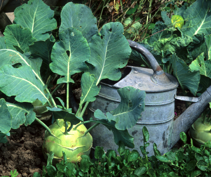 Kohlrabi Benefits & Cooking Tips