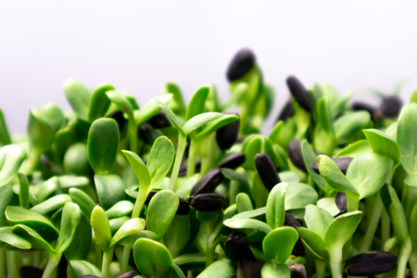 Just Add Sprouts for Longevity, Detoxification, Brain Health & More