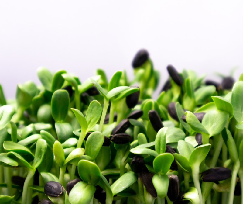 Just Add Sprouts for Longevity, Detoxification, Brain Health & More